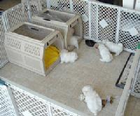 Susen's Maltese- Maltese Puppies