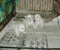 maltese puppies