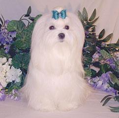 Maltese Breeders