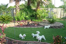 maltese breeders
