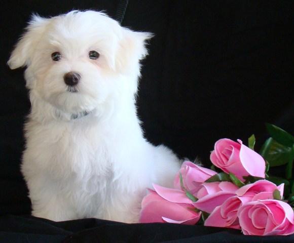 Susens Maltese Maltese puppies for sale Maltese Breeders