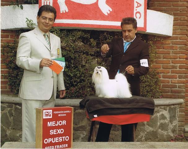 Maltese Show Dog